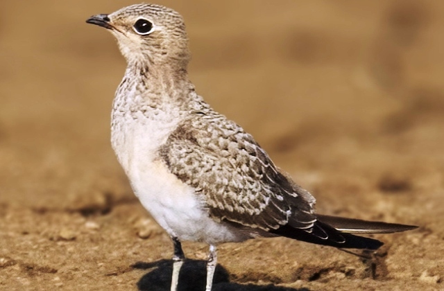 Niscemi. La "Pernice di mare" è tornata a nidificare dopo 30 anni al Biviere di Gela 